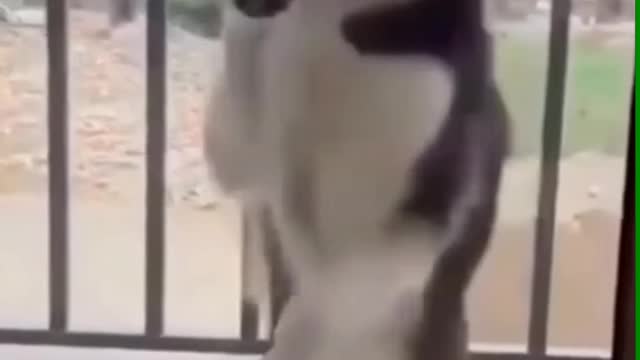 Top Funny Cute Dog Videos