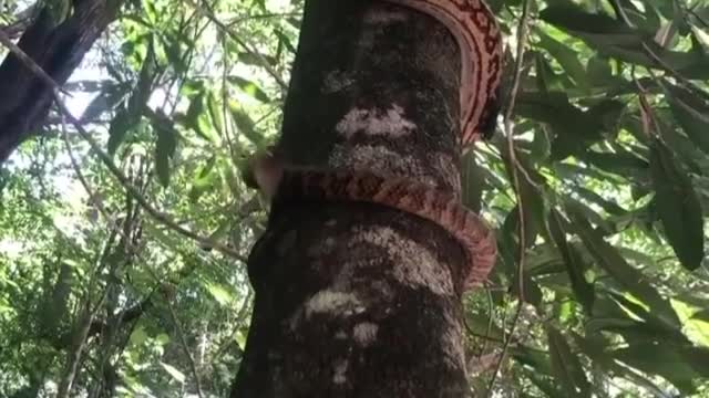 Have you ever seen a snake climbing into a tree?😲😲