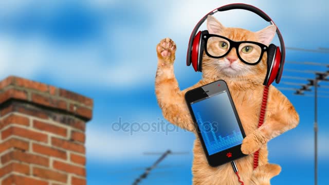 cat headphones in glasses relaxing on the roof