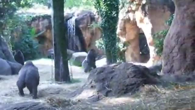 Ueno Zoo--Gorilla kidnap