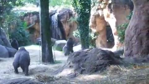 Ueno Zoo--Gorilla kidnap