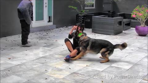 Professional dog training