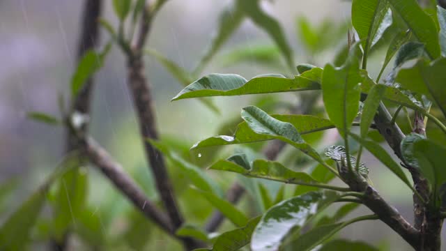 Closeup Shot rain falling on leaves