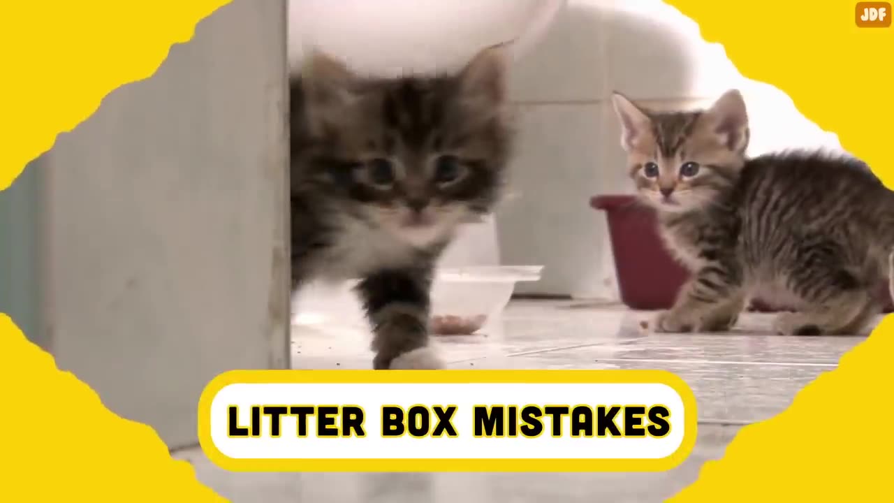 20 common mistakes cat owners make