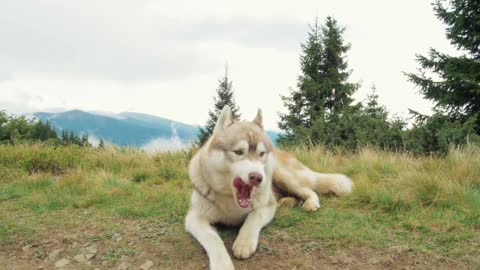 After lunch dog want to enjoy in outdoor