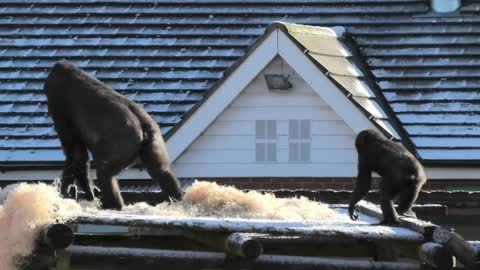 Gorilla youngster beats chest at mom, instantly regrets it