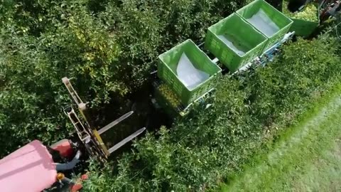 Jujube,plum,cherry, watermelon Harvesting Machine in Action - Awesome Fruit Harvester Technology