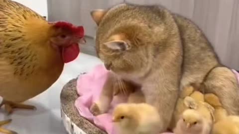 Cute and funny animal videos