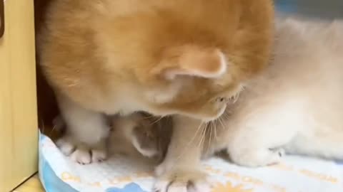 Cut cat