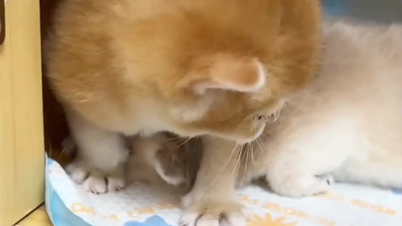 Cut cat