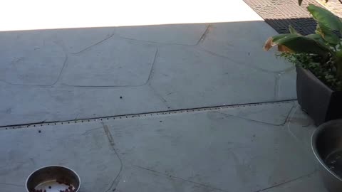 Rat Stealing Dog Food in Broad daylight