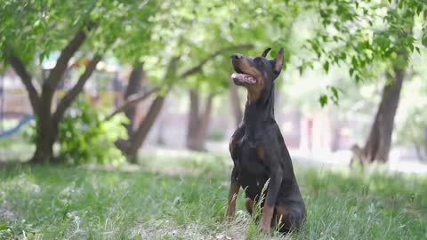 Top Amazing Cane Corso Mix Breed You Don't Know About
