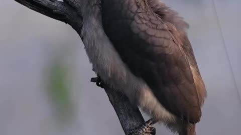 Wildlife & Funs