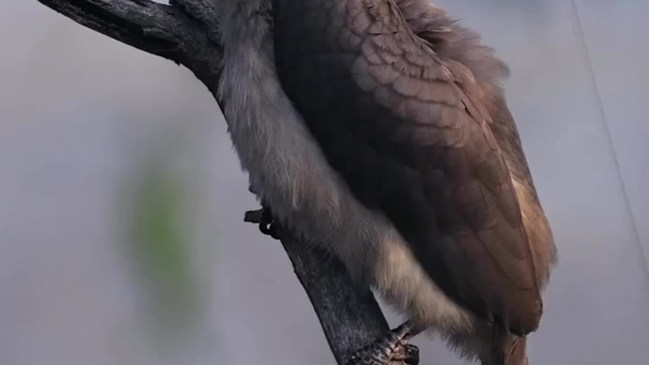 Wildlife & Funs