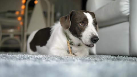 Down and out to chew a twig