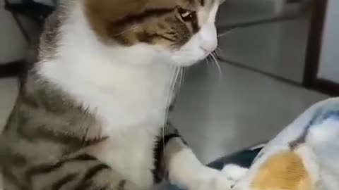Funny and Cute Cats Videos #259