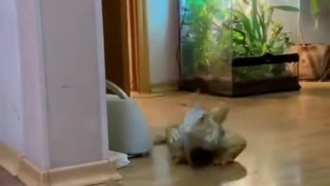 Mr Iguana