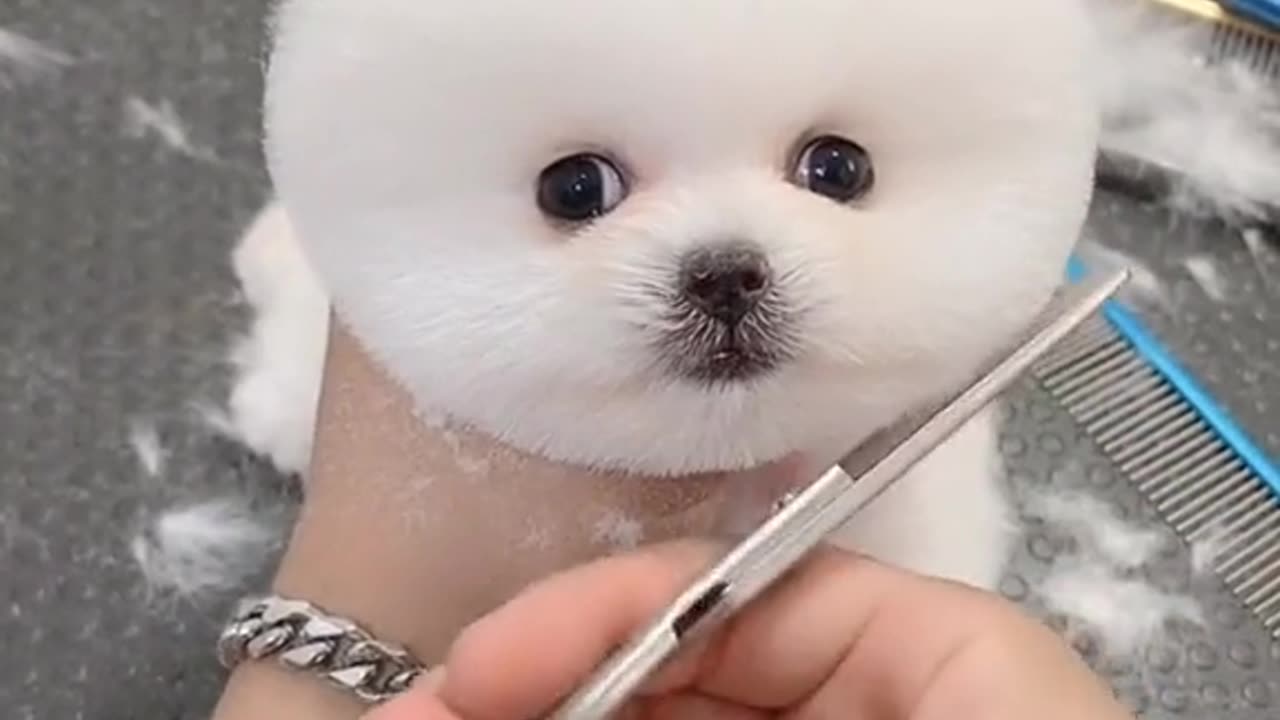 Want to bath my cute puppy🥺❤//Cute puppy