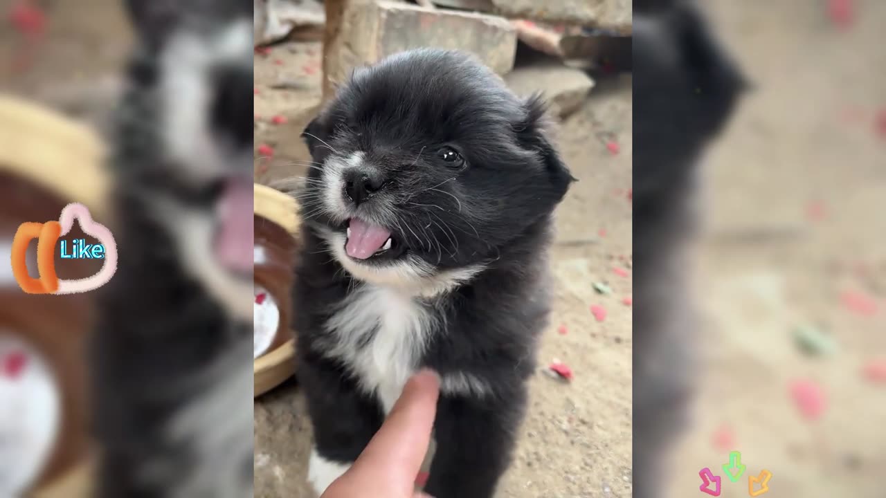Bullying a little dog, when it grows up, it won't be able to fight anymore