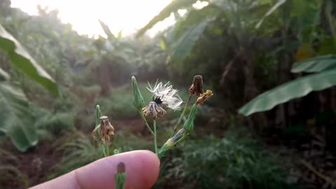 How many people know this flower ?