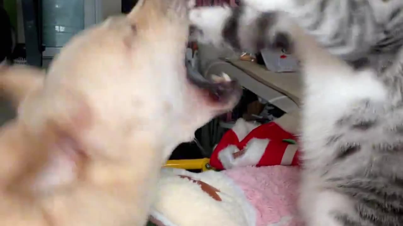 cat fight with dog