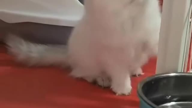 Cute kitten keeps shaking his head