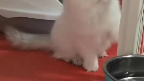 Cute kitten keeps shaking his head