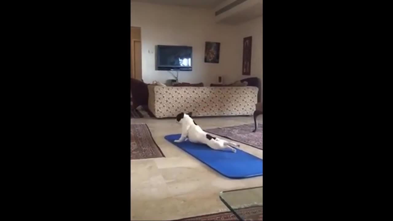 Funny Cats and Dogs