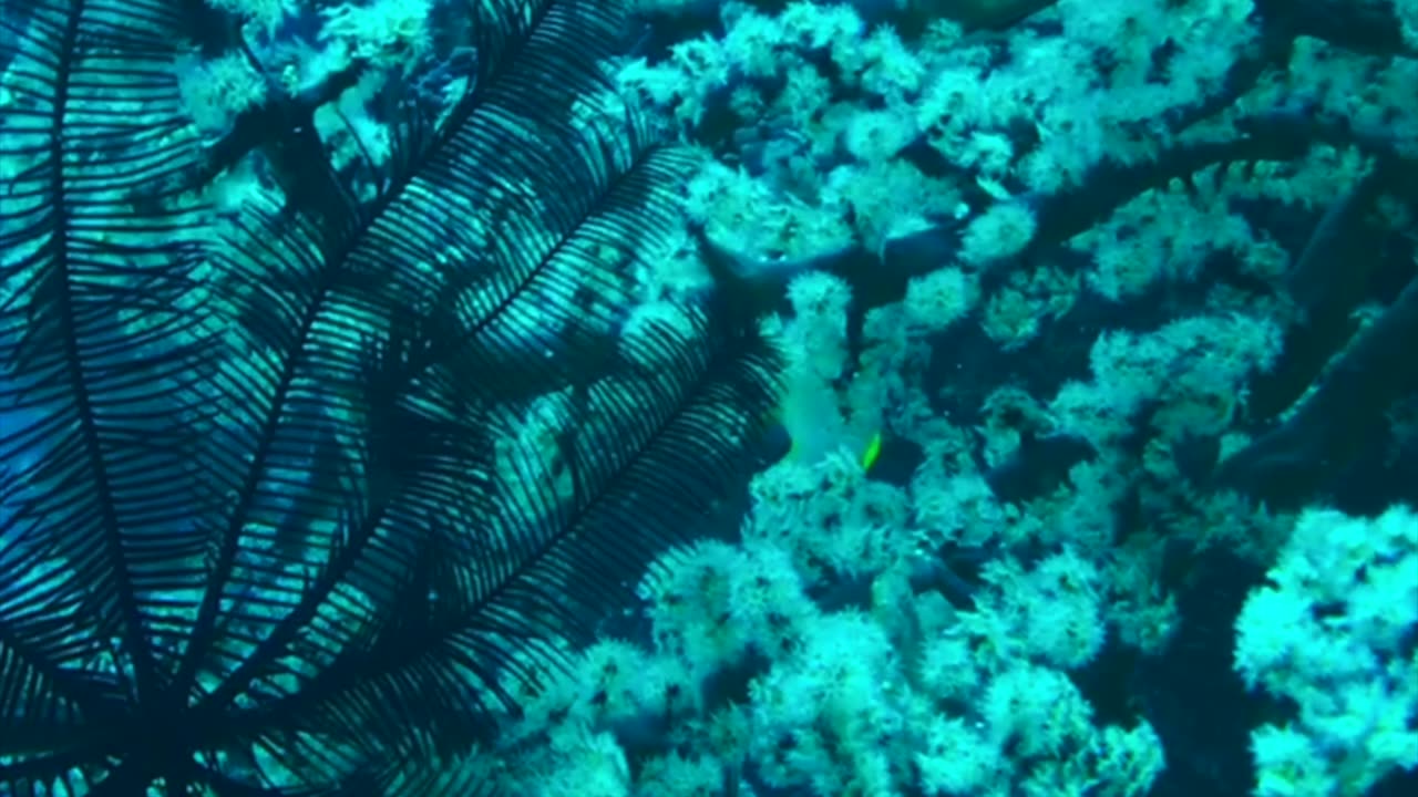 NO SOUND - Coral reef in Panglao Island Bohol Philippines