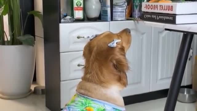 The dog catches the egg