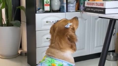 The dog catches the egg