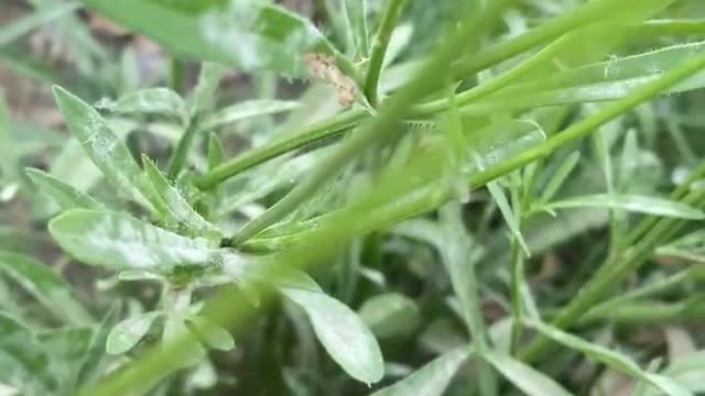 budding wildflowers