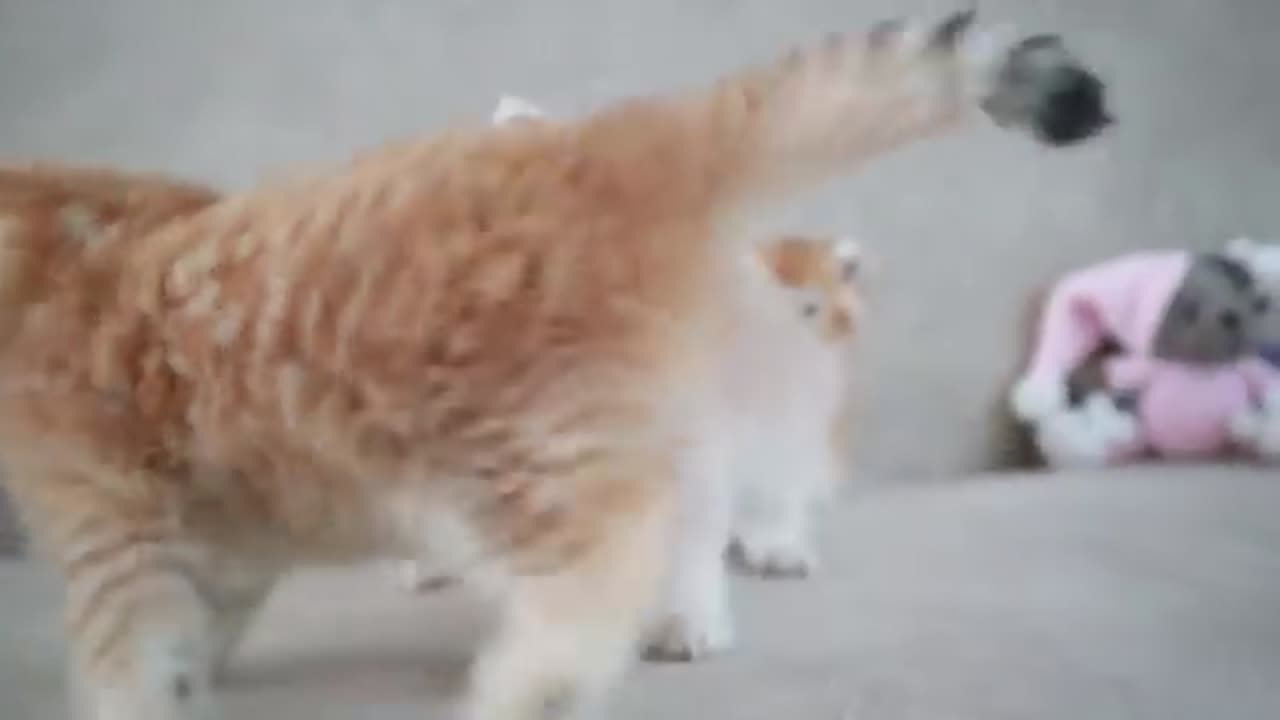 Cat video, funny cats, Meow monday