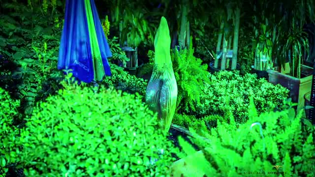 Corpse Flower Timelapse Video: Chicago Botanic Garden