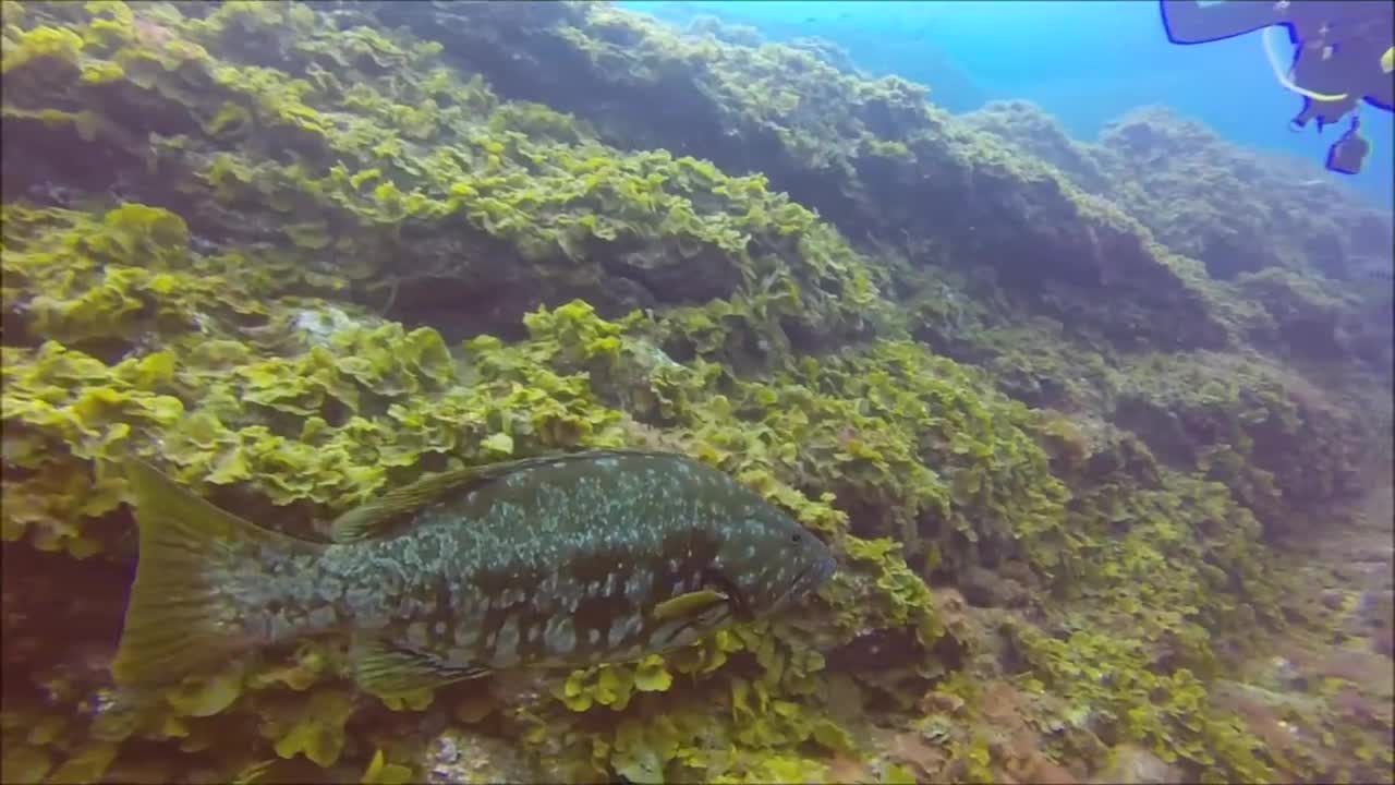 El Hierro (Islas Canarias) - Baja Rosario - (24-03-2015) - Centro de Buceo El Hierro