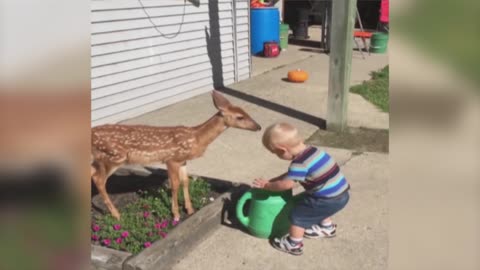 Little Boy Befriends a Baby Deer