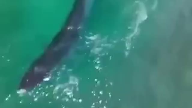 Surfing with a whale Happy Good Vibes