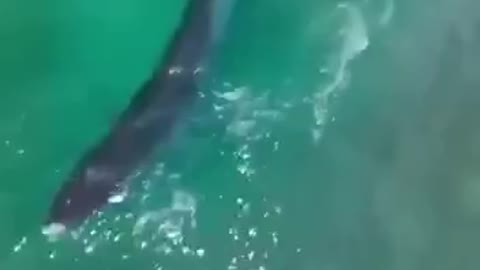 Surfing with a whale Happy Good Vibes