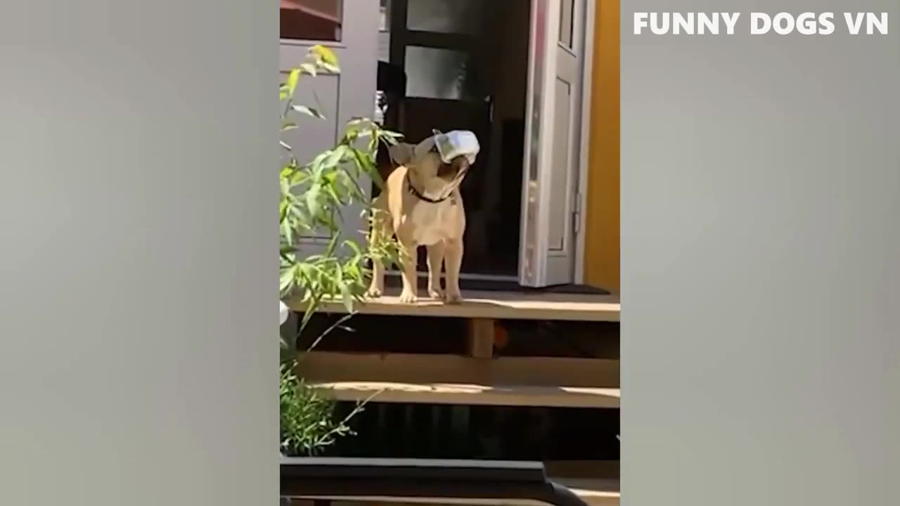 The Funniest Animals Video. Try Not To Laugh .Funny cute Dogs 2022.worlds funniest videos 2024