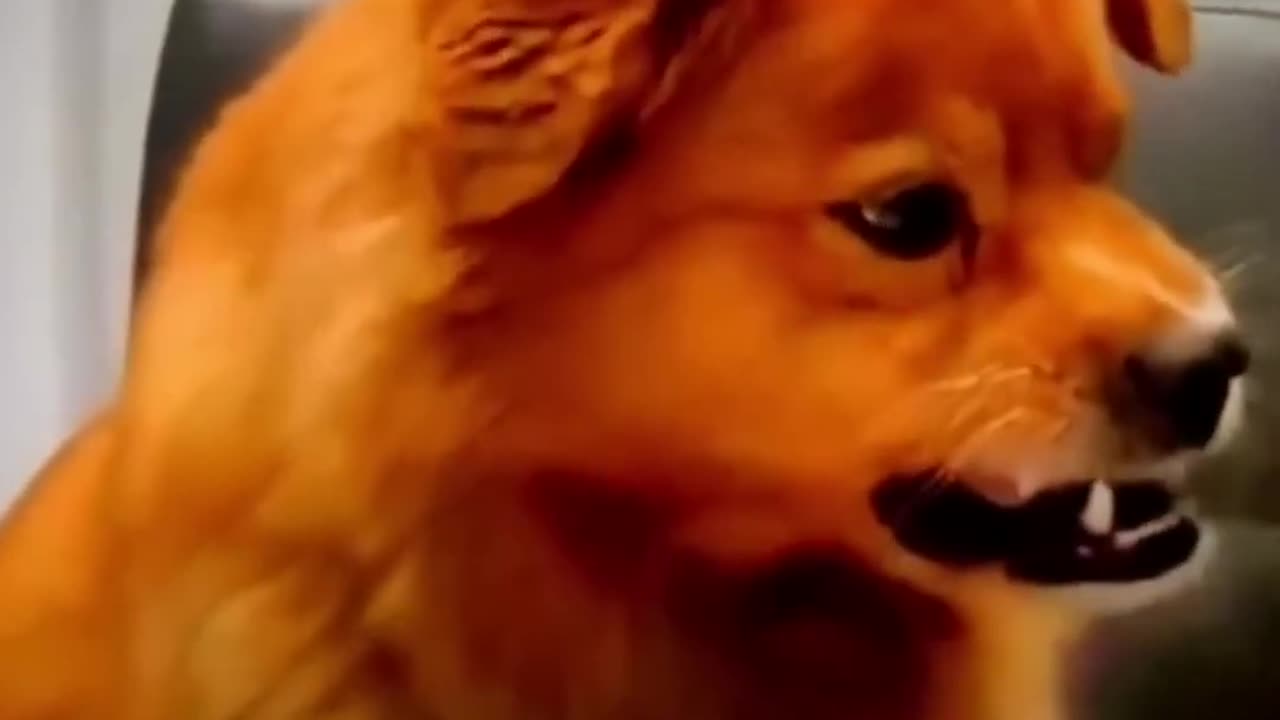 Funniest Cats and Dogs 🤣 Funny Animal Videos 2023 🐶😸 PART 3