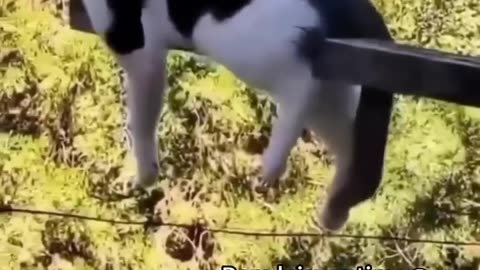 Funniest cats🐱In The World😂 Funny and Fails Pets Video