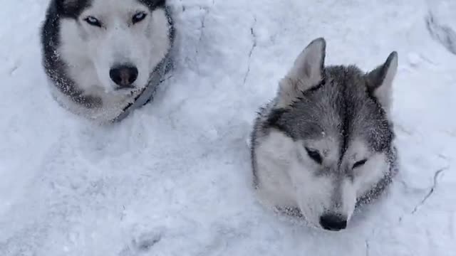 Two huskies buried in the snow