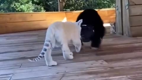 Must SEE !! Cute Baby Animals