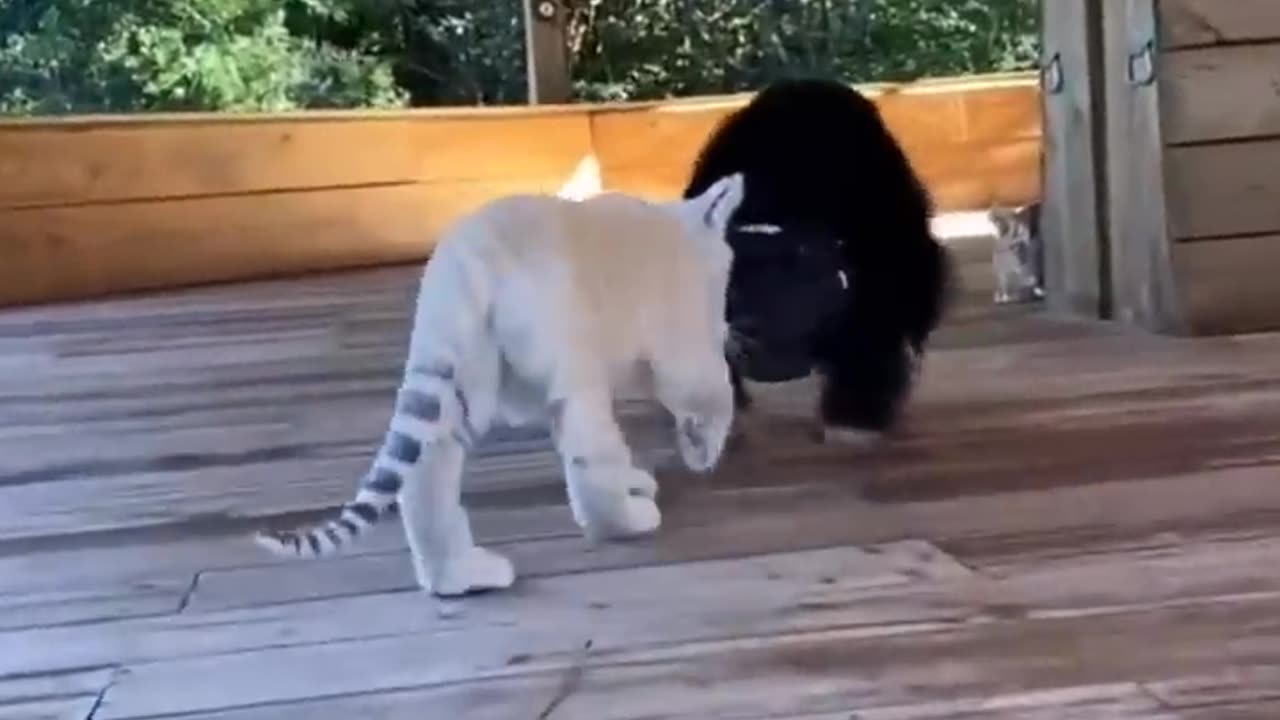 Must SEE !! Cute Baby Animals
