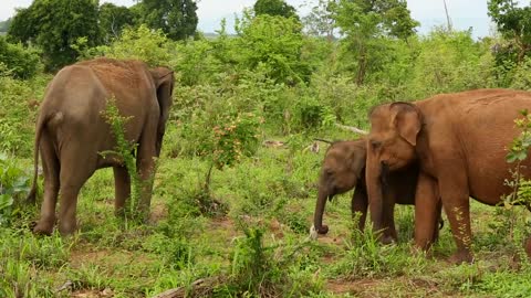 Elephants African Elephant Calf Ears Animal