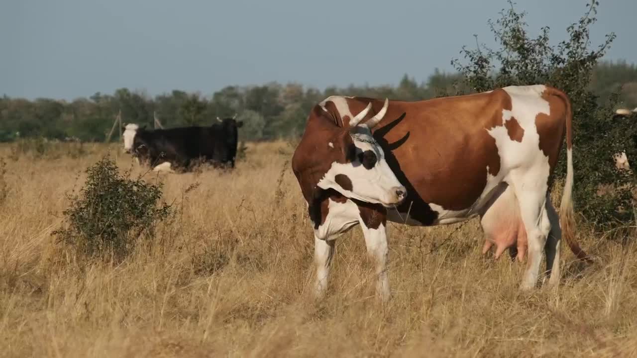 Portrait of a cow on a a grass field