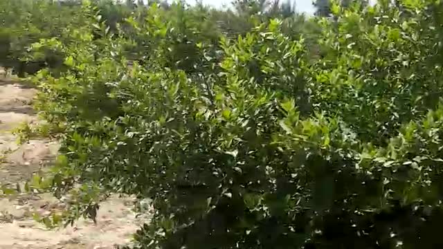 Happy farm with birds singing