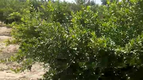 Happy farm with birds singing