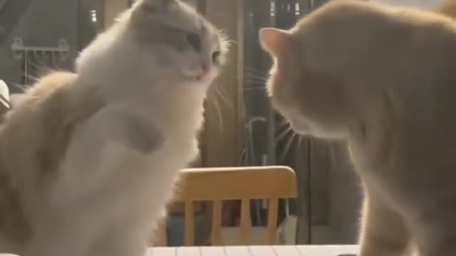 Cute cats are fighting