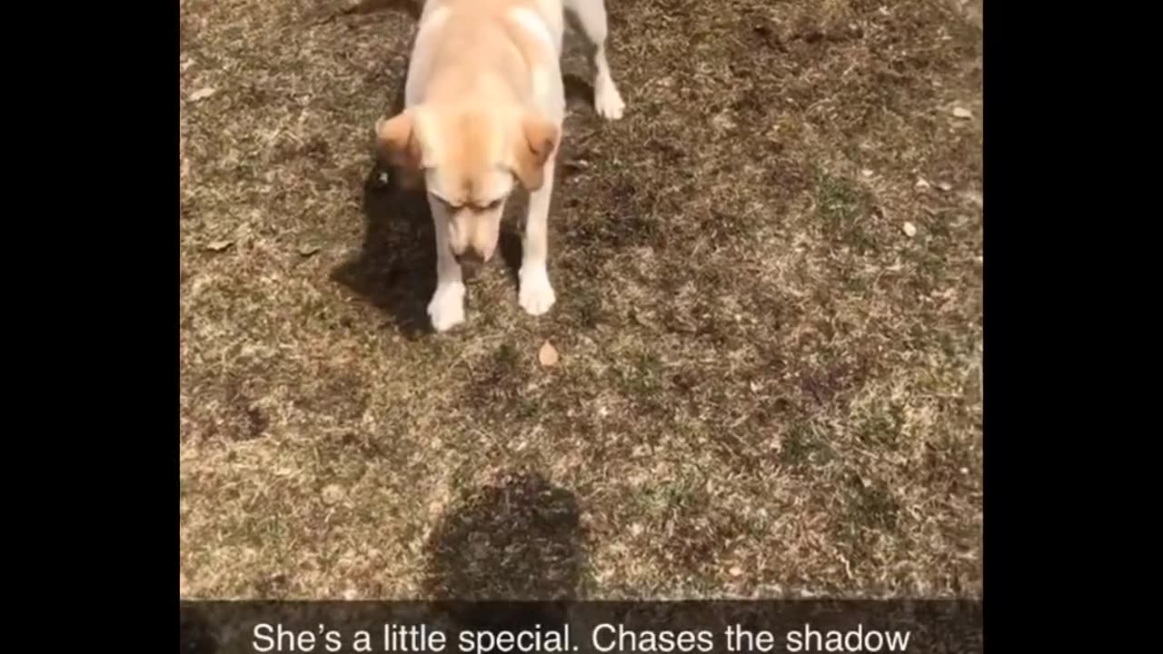 Funniest Animals video